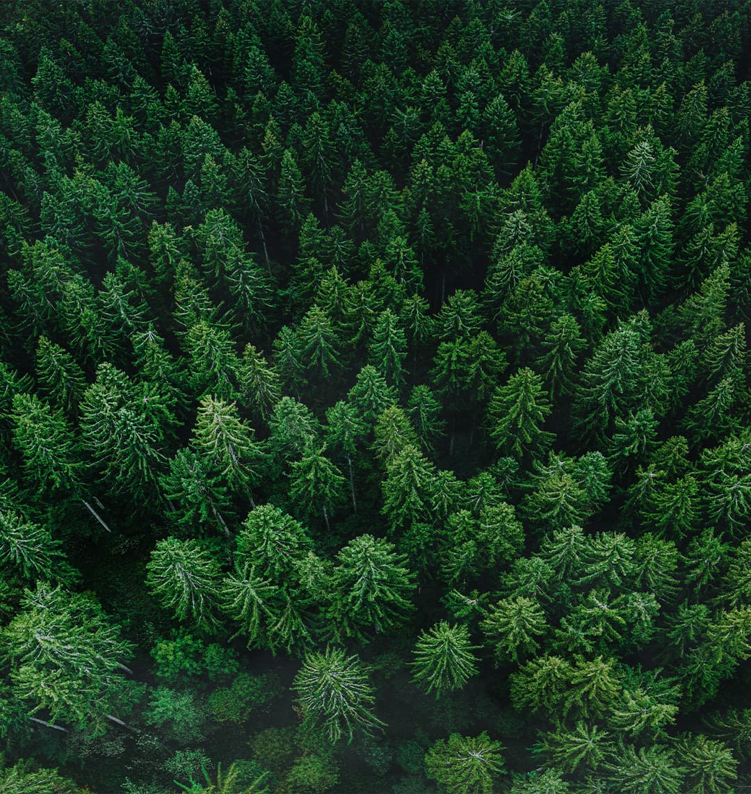 Auf dem Bild sieht man den Schwarzwald. Eröffnen Sie ein Konto und pflanzen Sie Bäume.